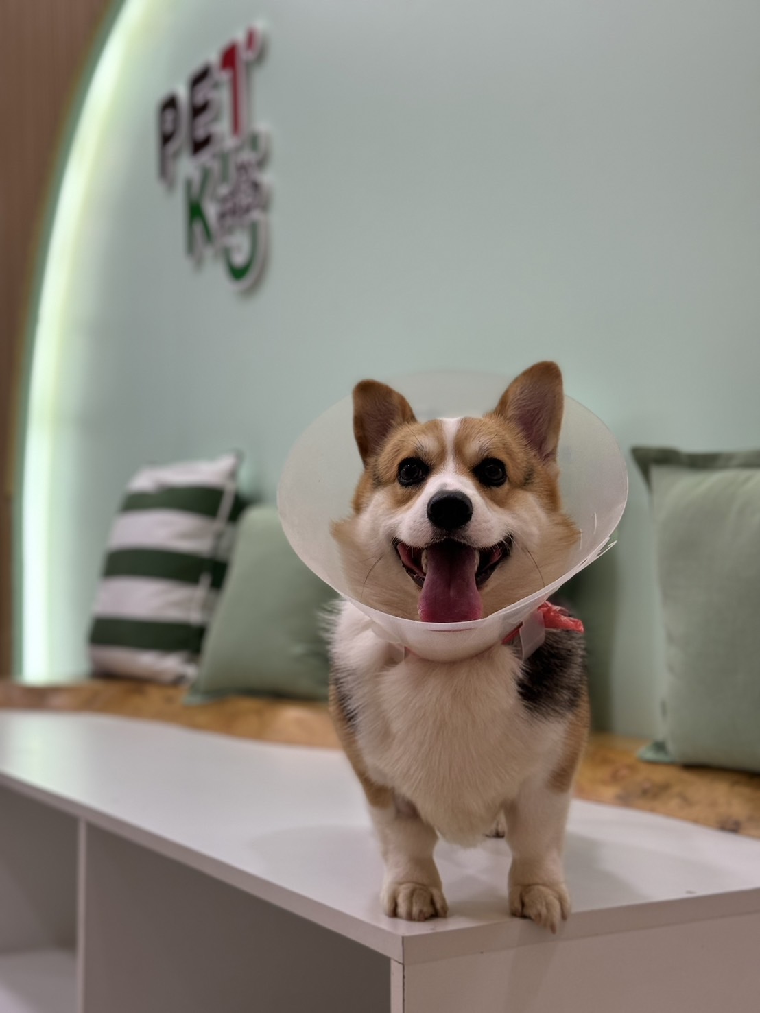 Petku Animal hospital Bang Pu
