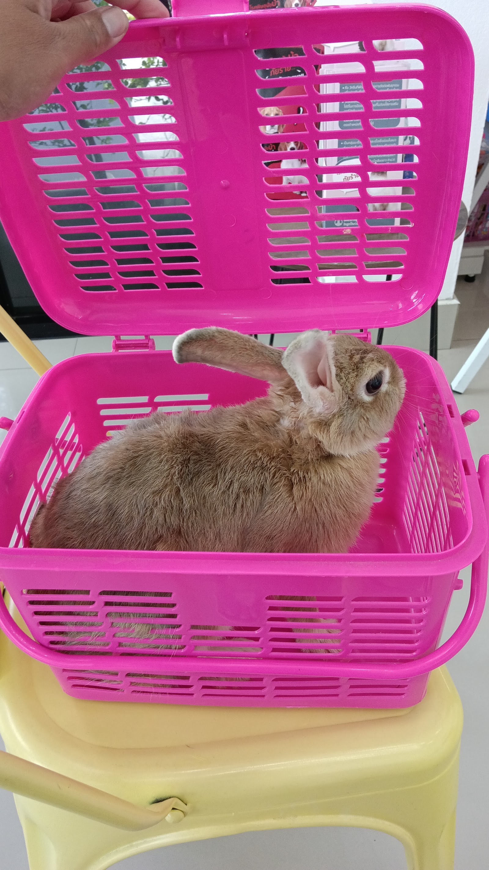 Ruangrophi Animal Hospital