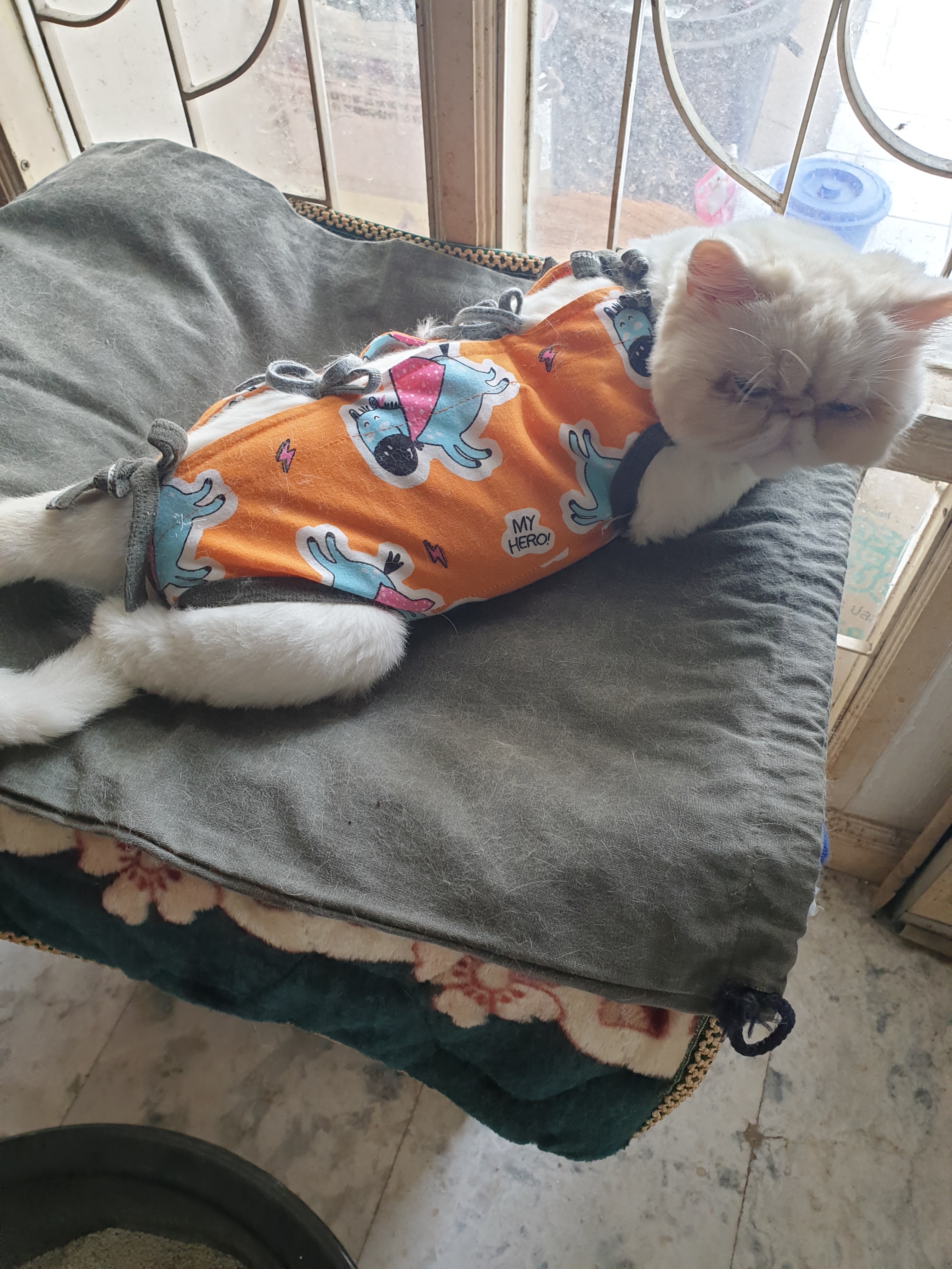 Saint Raphael Animal Hospital