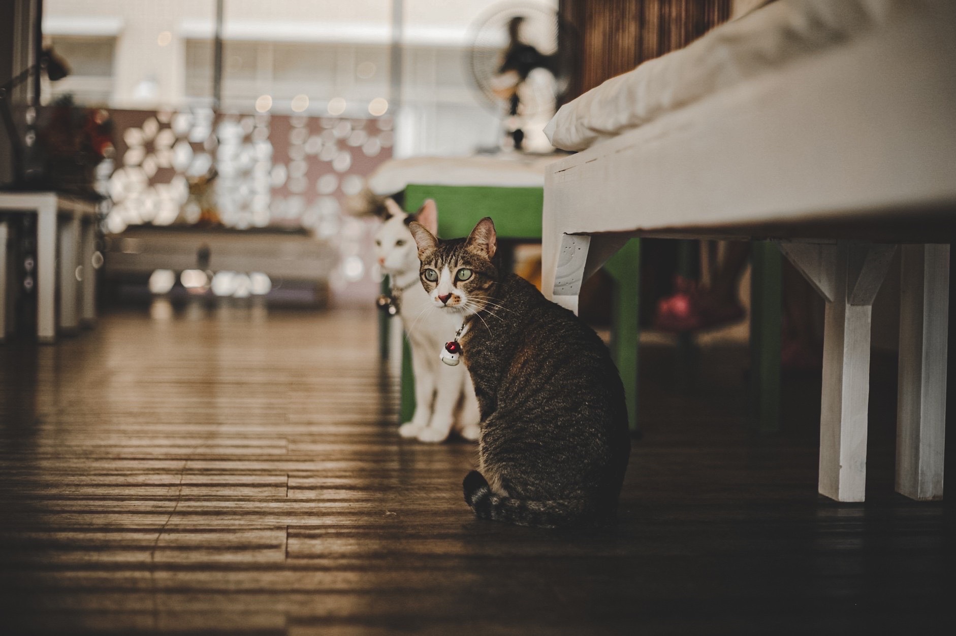 Triple cats share space & cats shelter