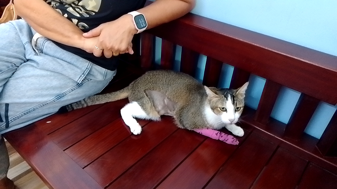 Animal Treatment Clinic