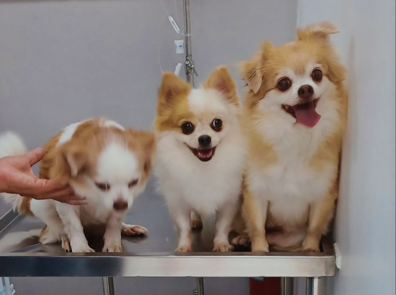 Singing Dog Cat House Clinic