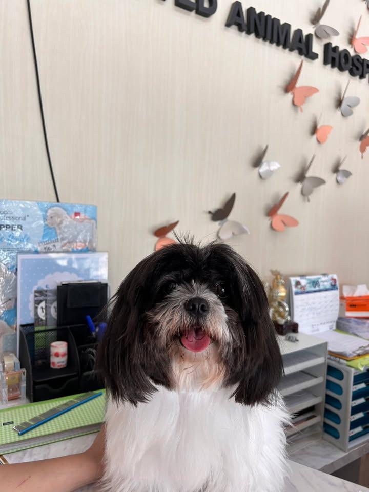 Beloved Animal Hospital
