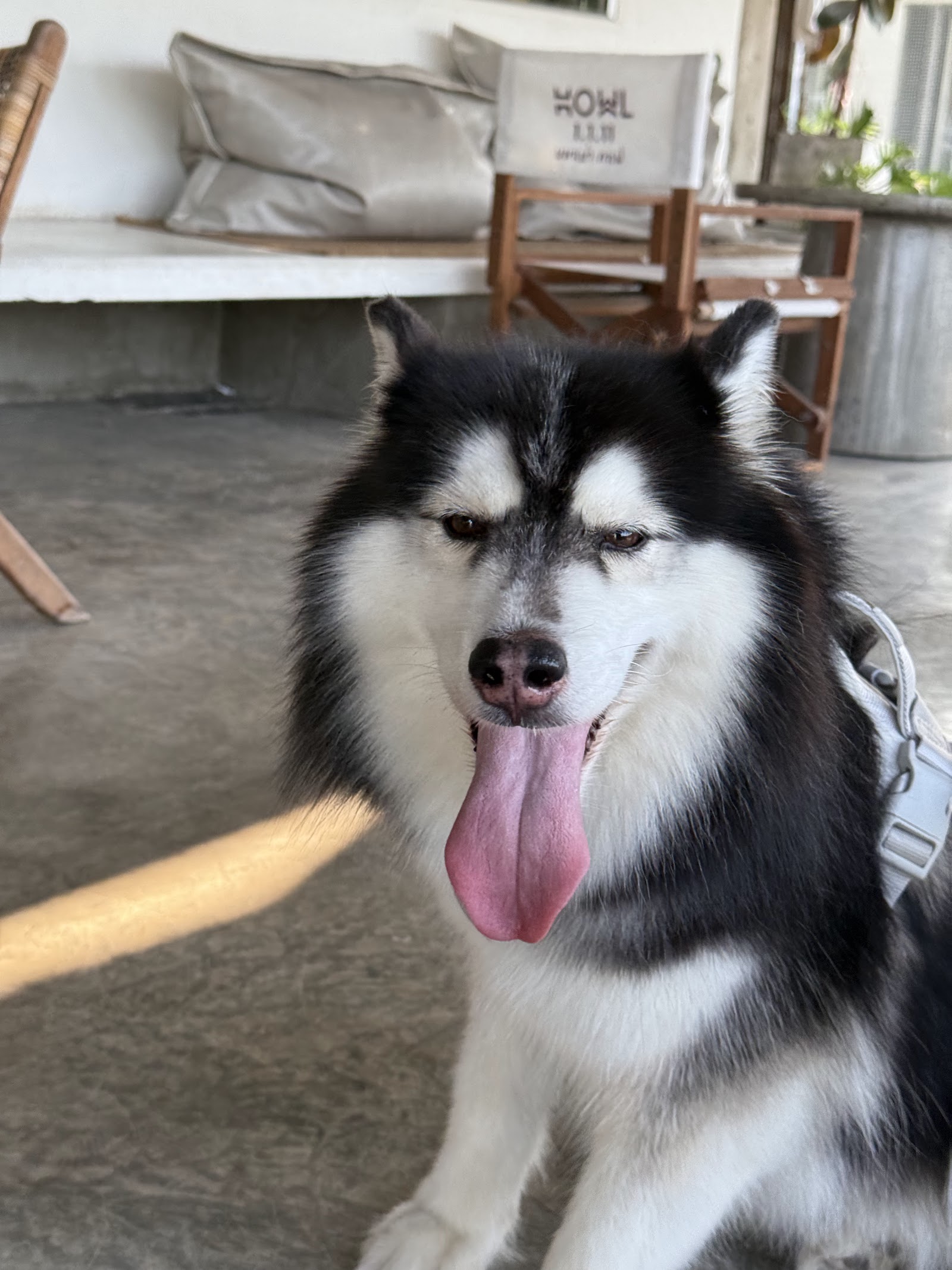 dogplayground