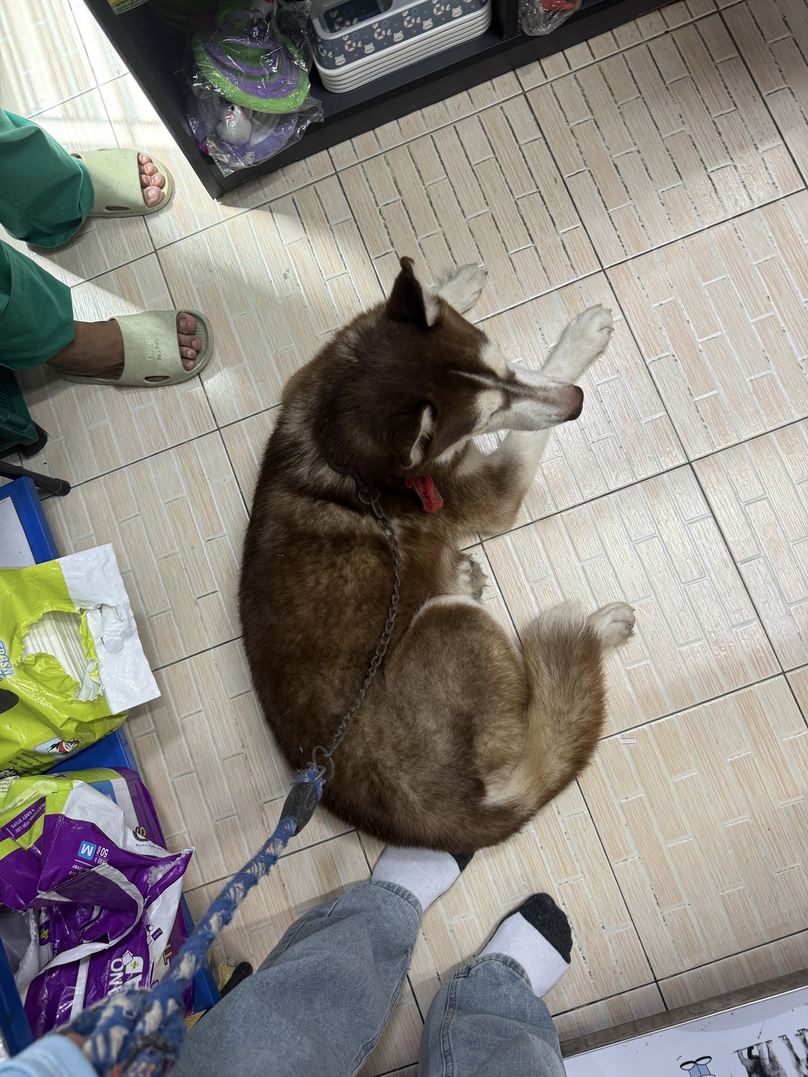 Home For Pet