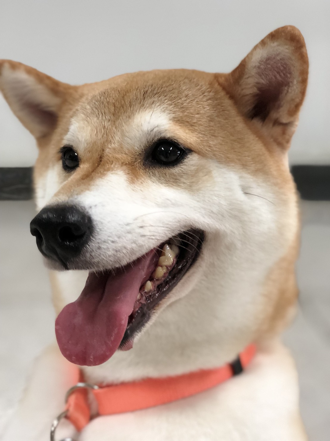 Pet Kaset Animal Hospital