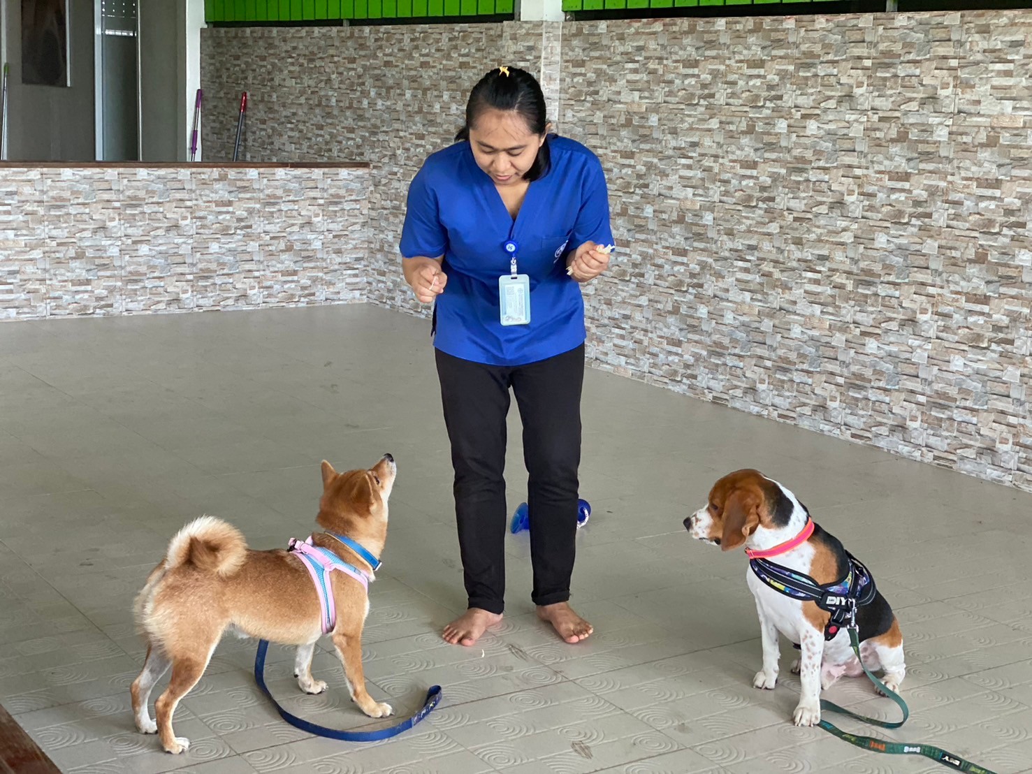 Animal Hospital, Surat Thani Branch