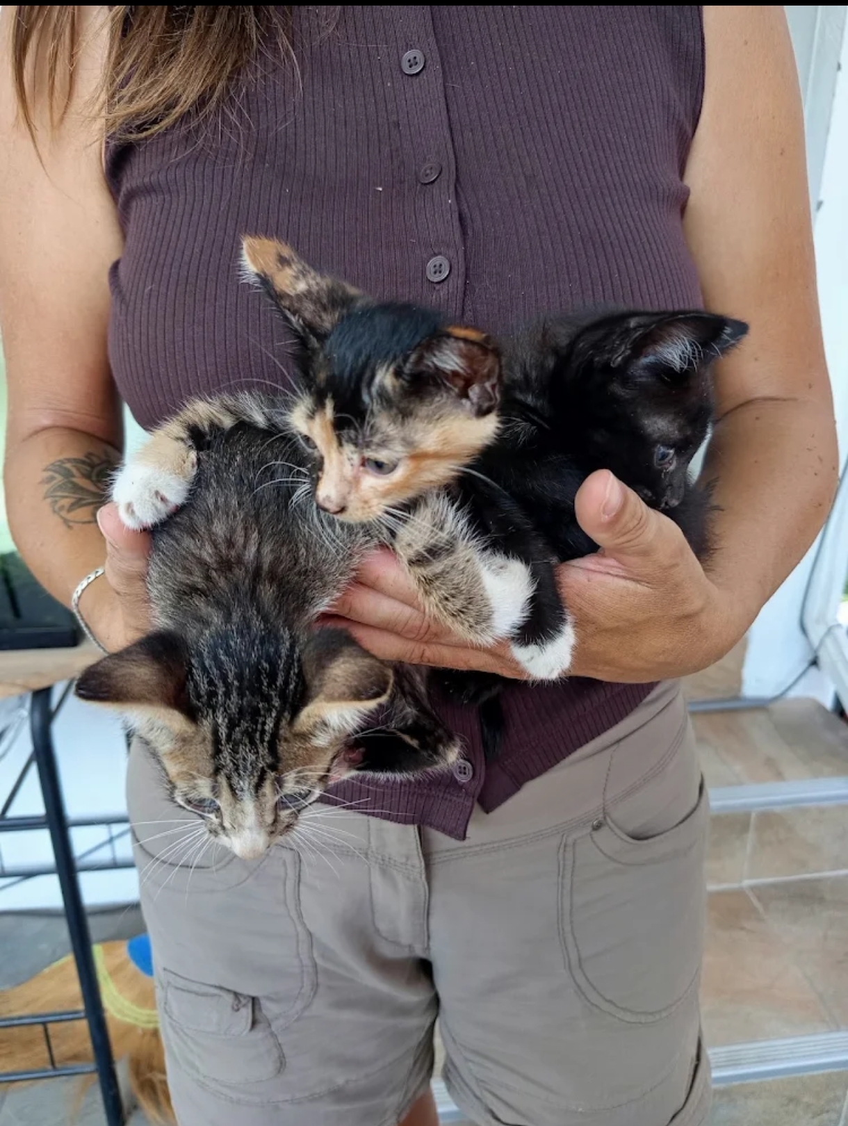 Dog and Cat Rescue Samui Foundation