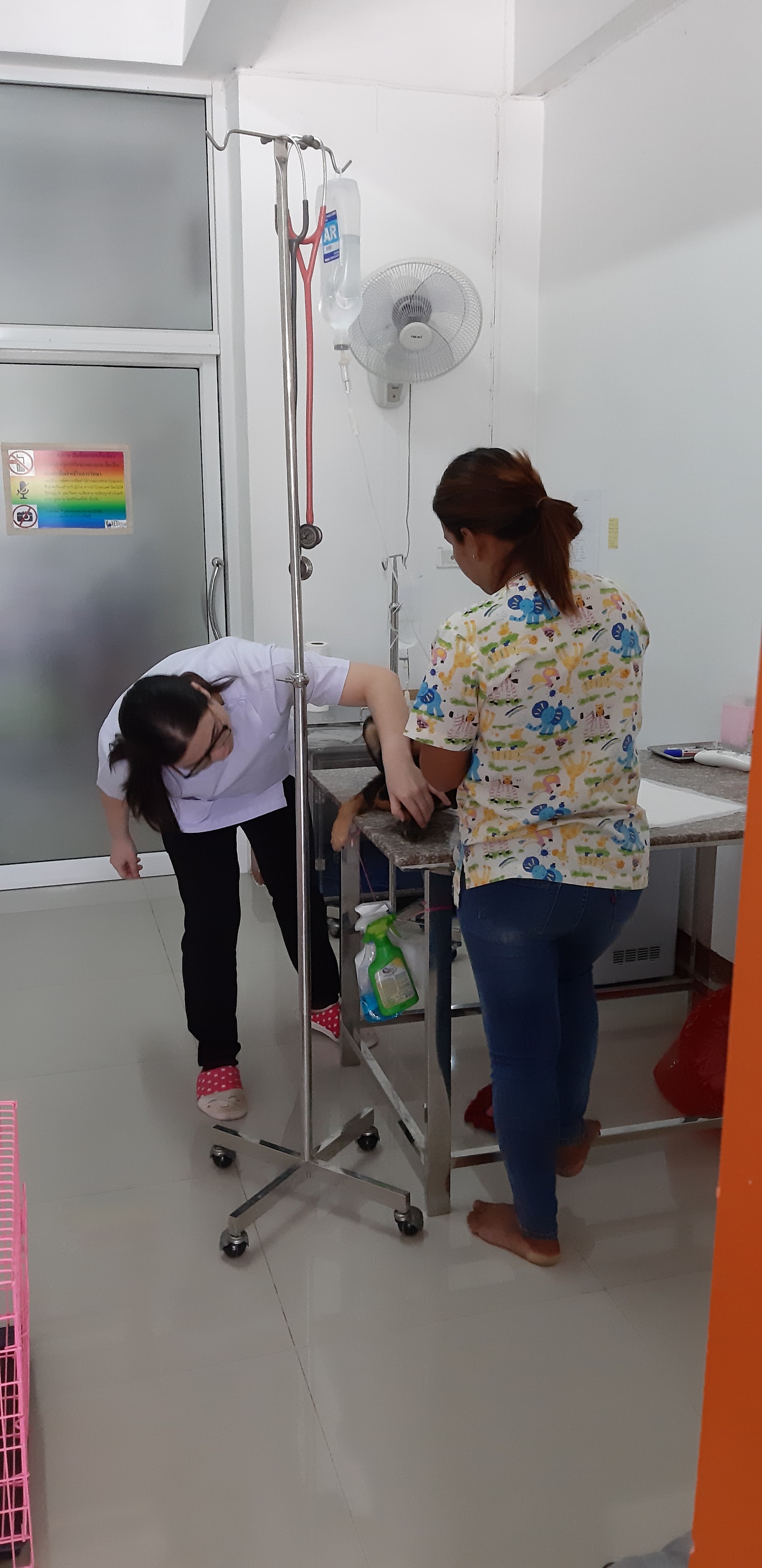 Home in the Animal