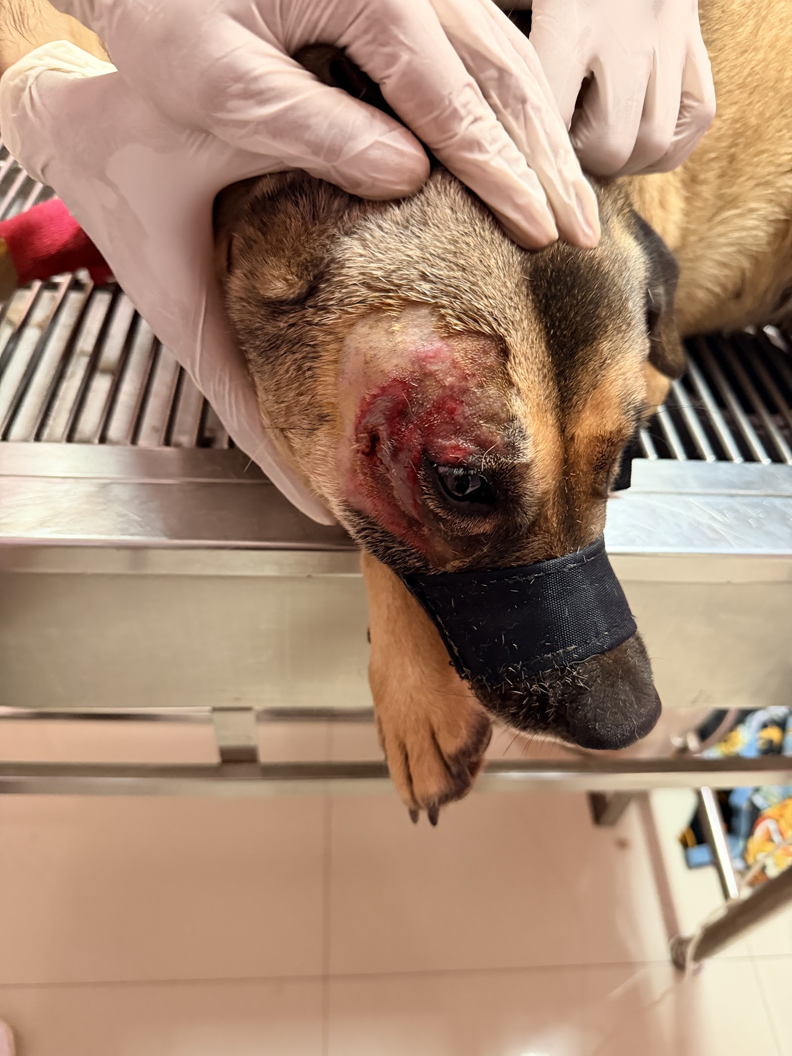 Makham Tia Animal Hospital in Nai Luk