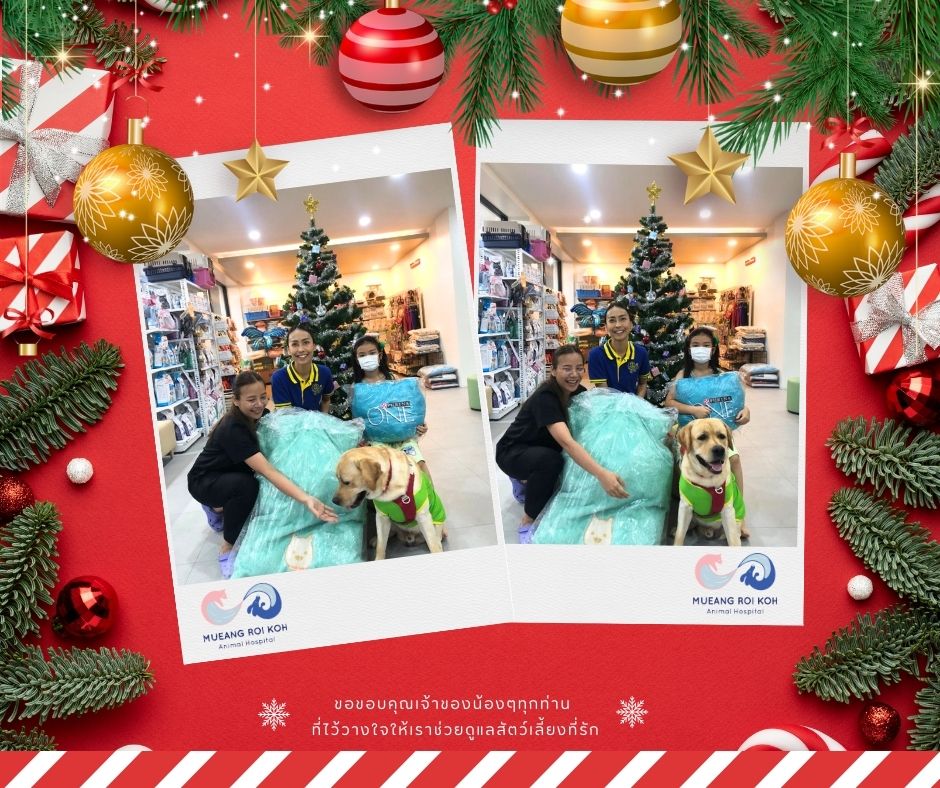 MUEANG ROI KOH Animal Hospital