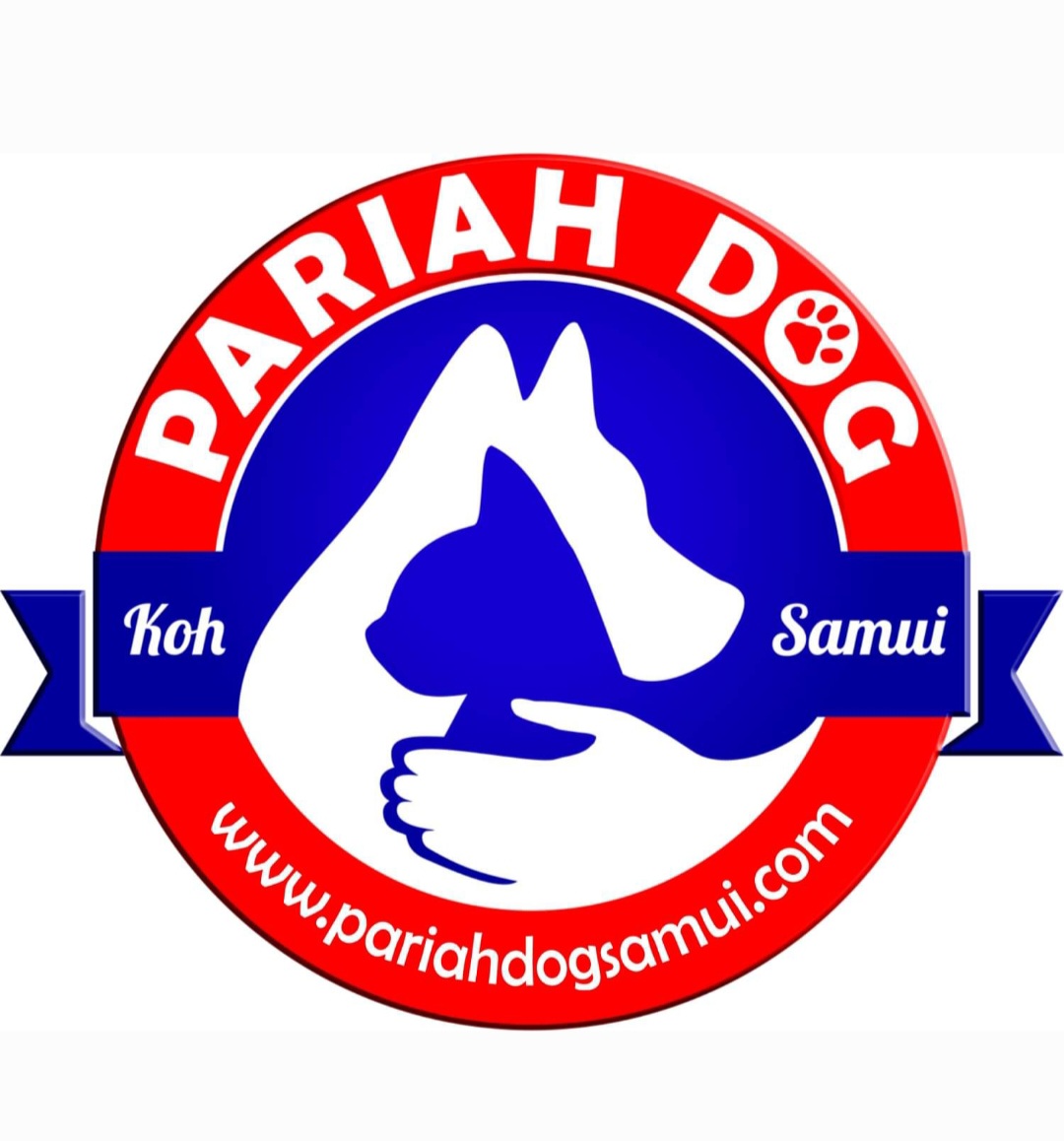 Pariah Dog Koh Samui