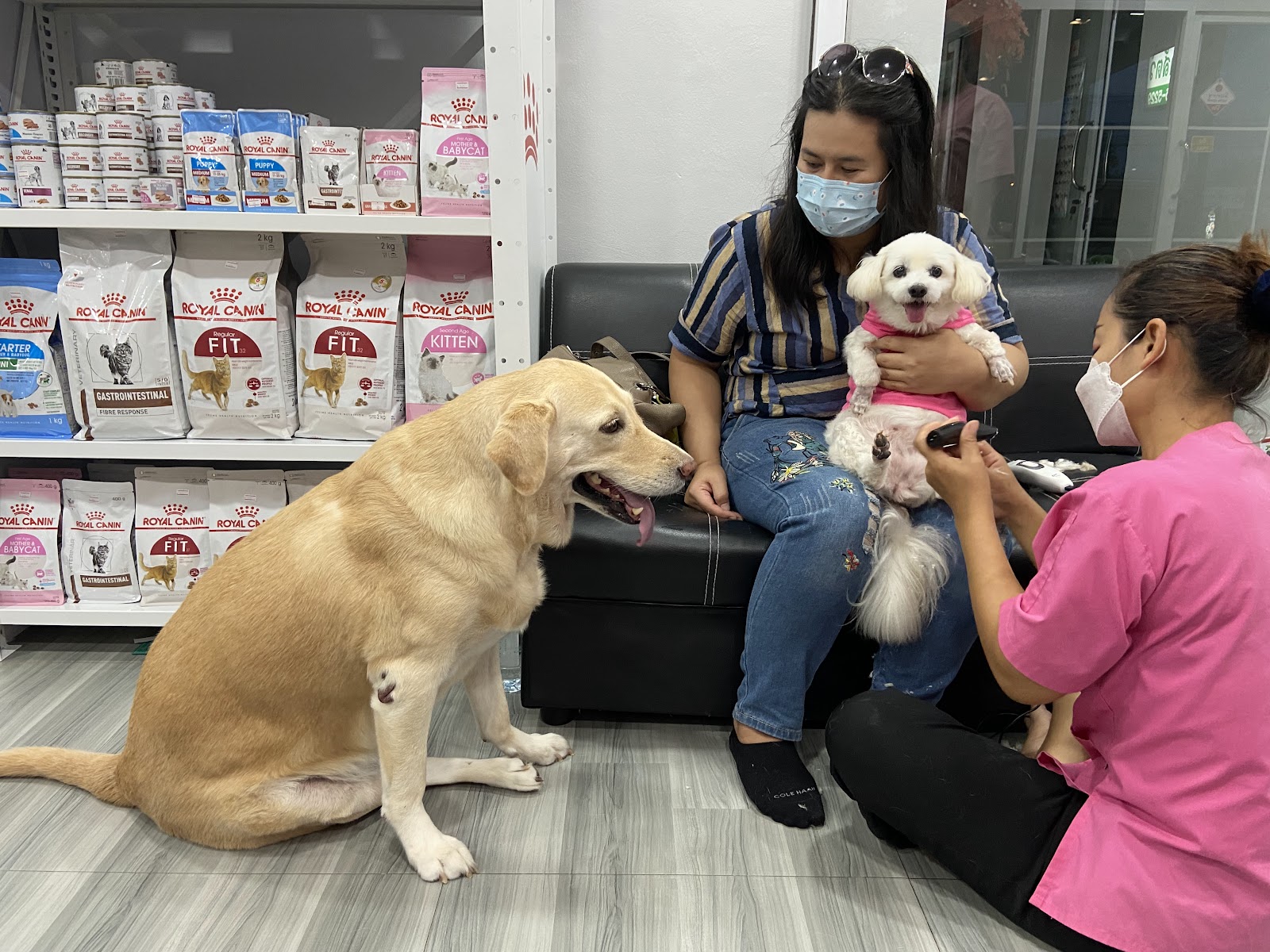 Maple Animal Hospital