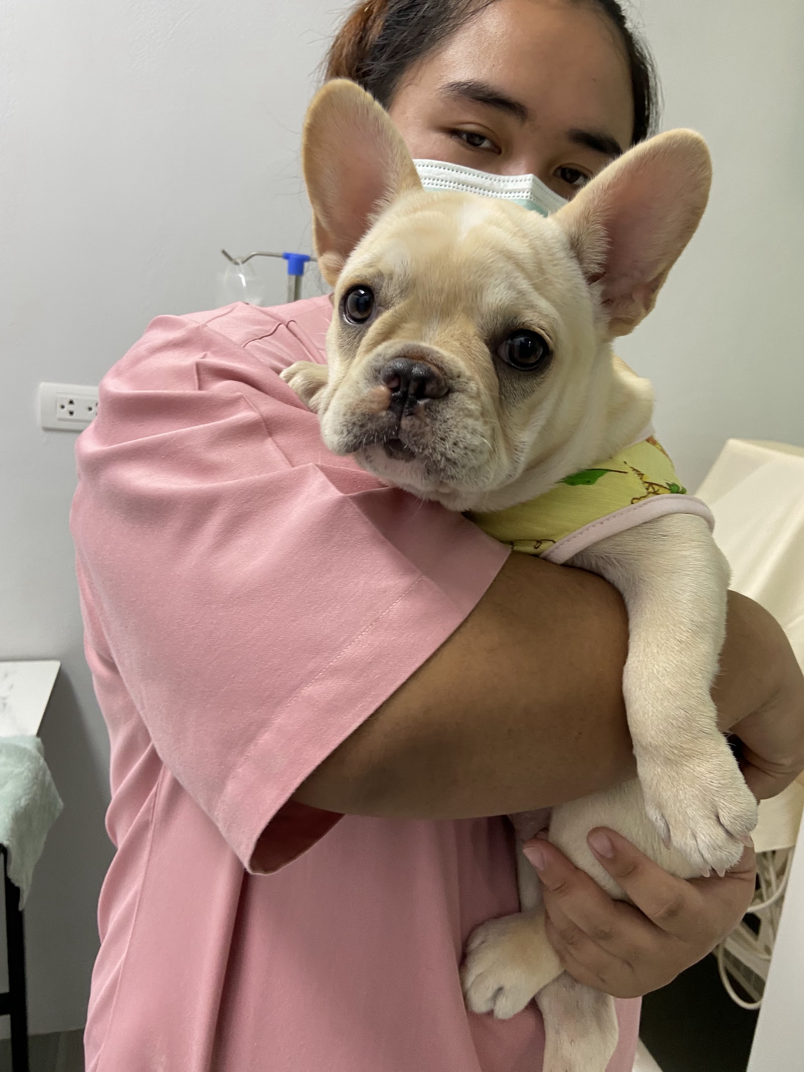 Maple Animal Hospital