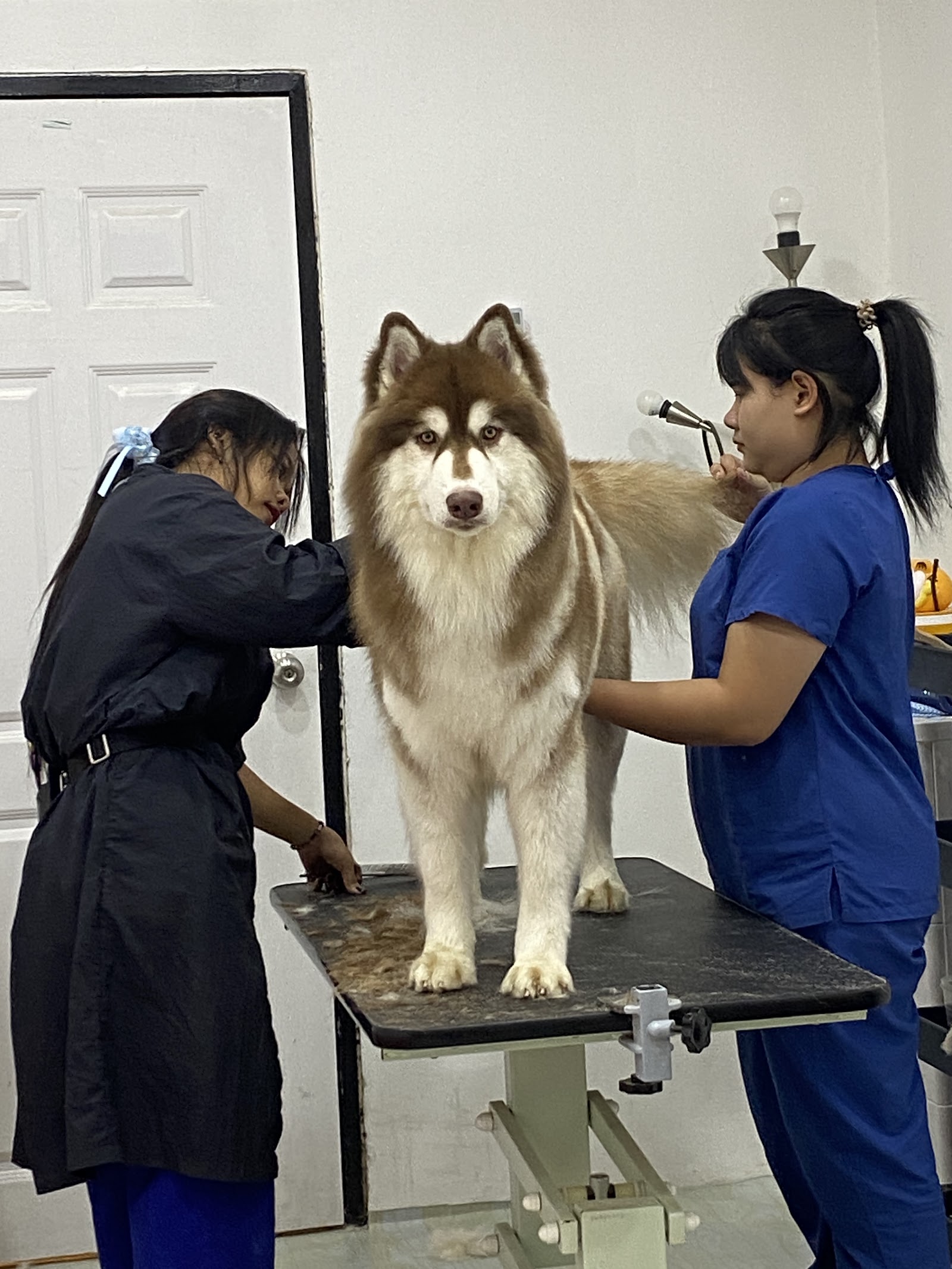 Groomer House
