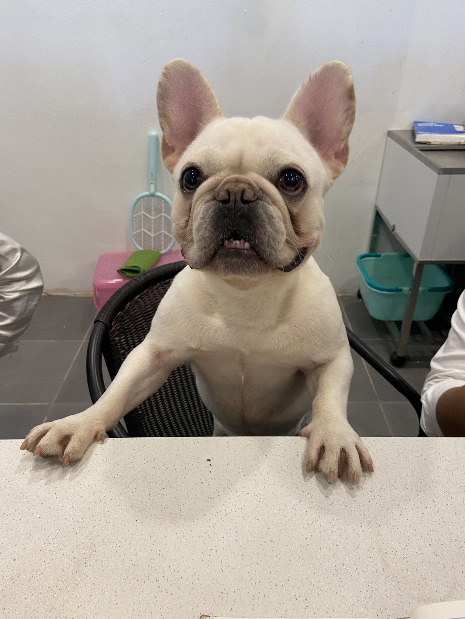 Groomer House