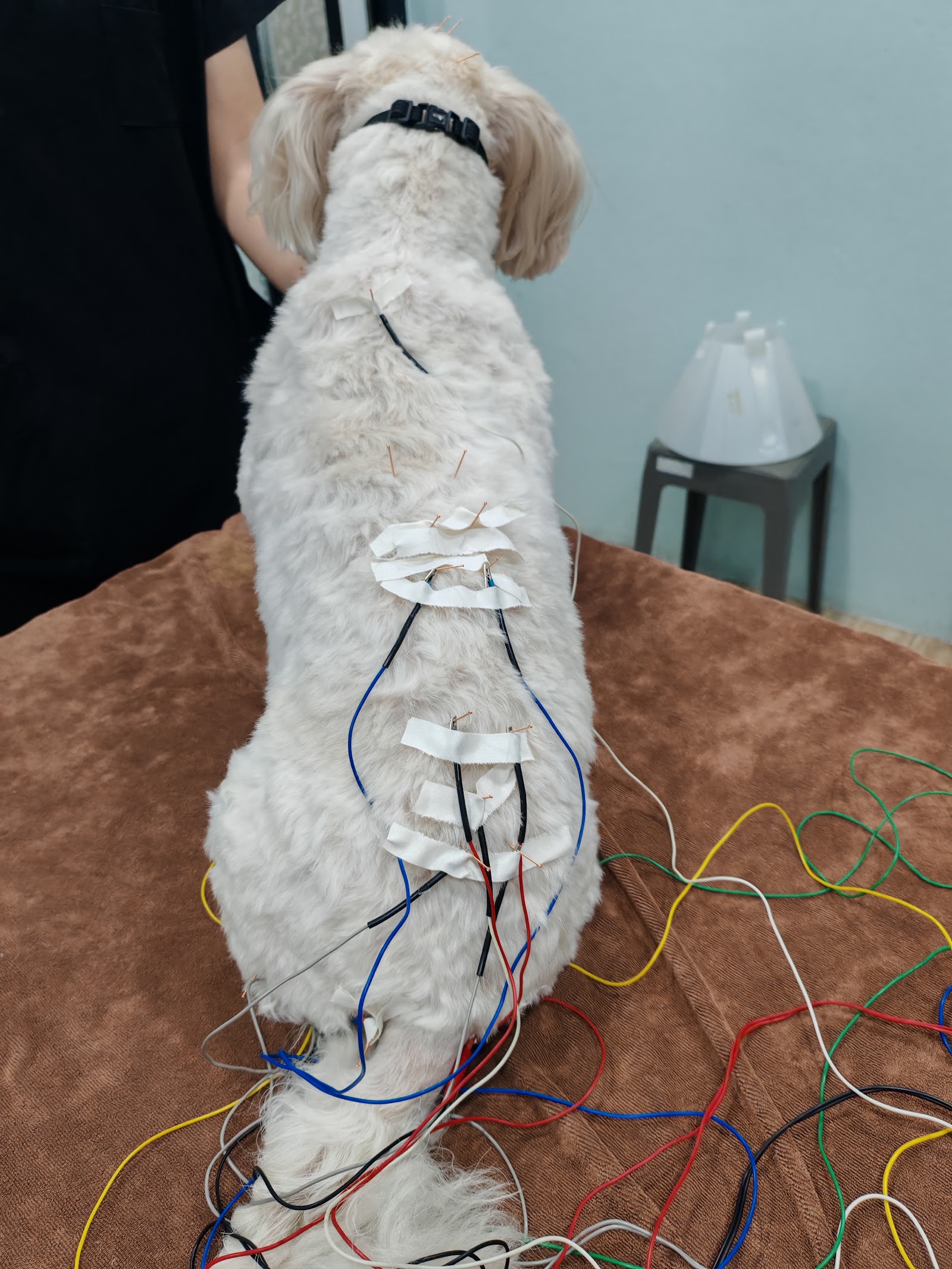 Pracharaksa Pet Hospital